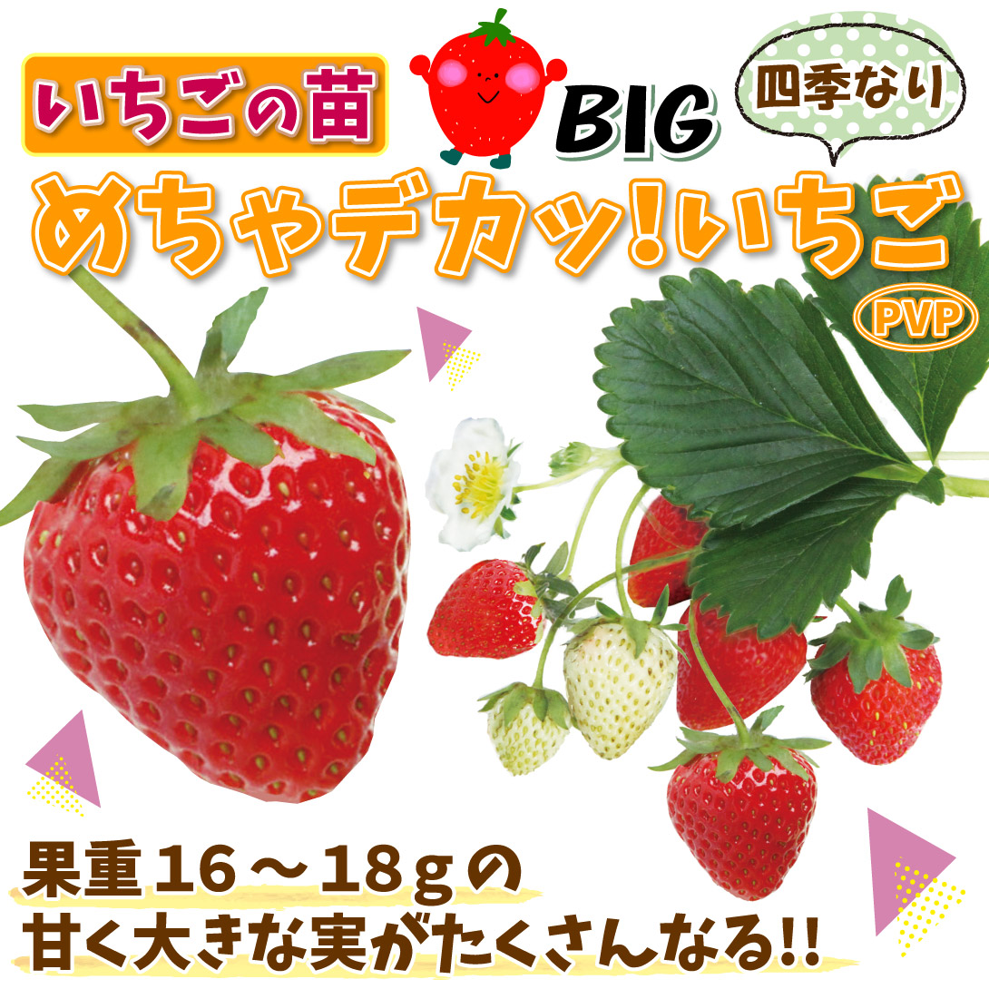 めちゃデカっ!いちごPVP