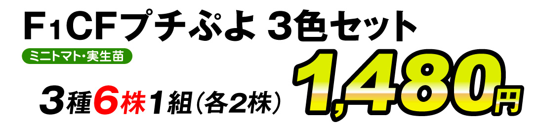 CFプチぷよ赤黄緑3色・実生価格