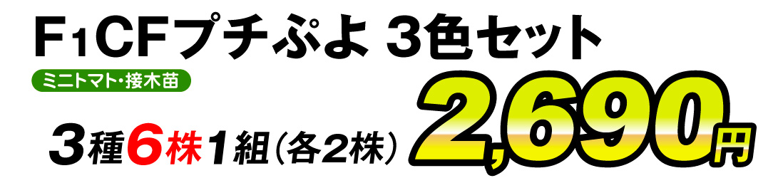 CFプチぷよ赤黄緑3色・接木価格