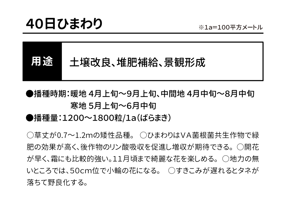 40日ひまわり・紹介