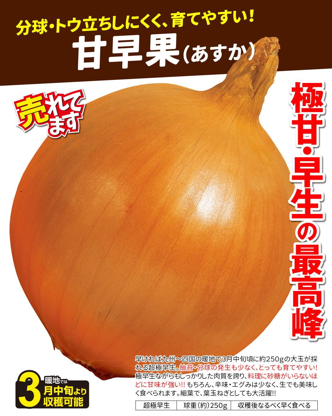 甘早果・メイン