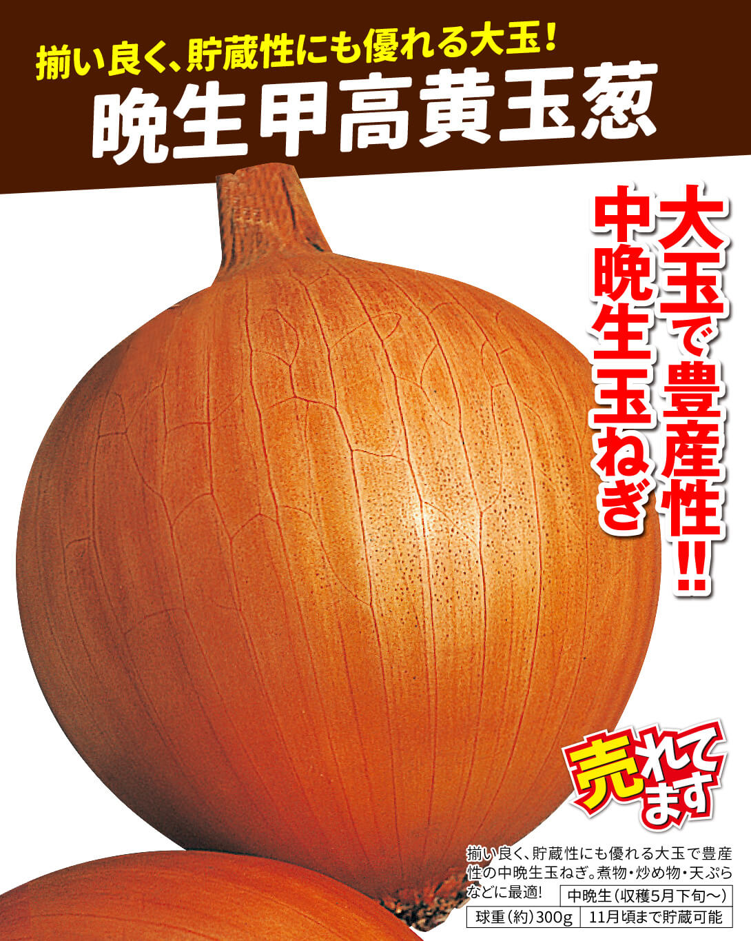 晩生甲高黄玉葱・メイン
