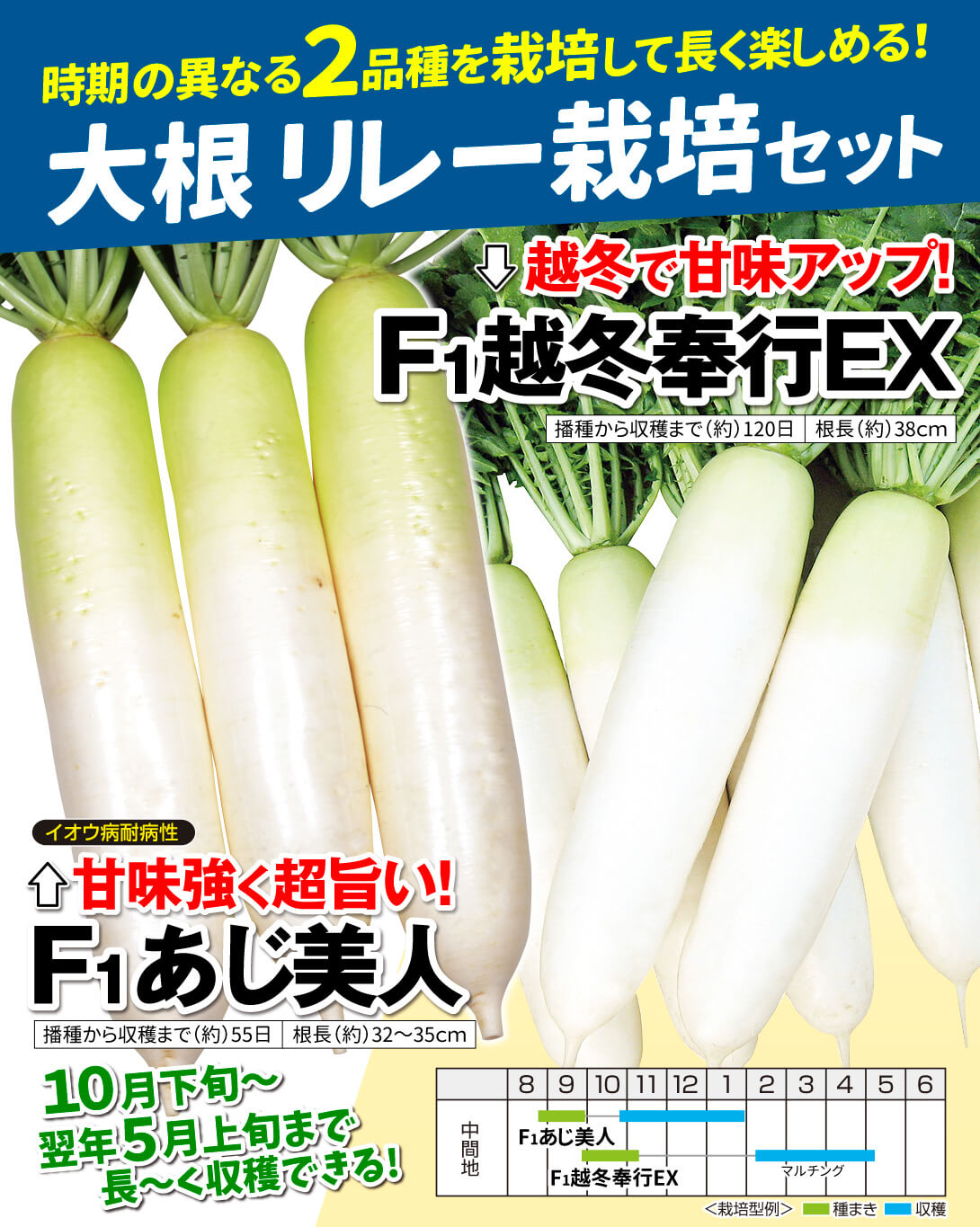 大根リレー栽培セット・メイン