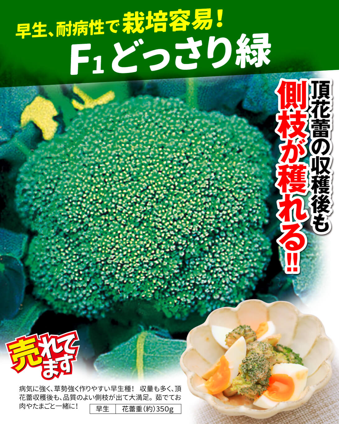 どっさり緑・メイン