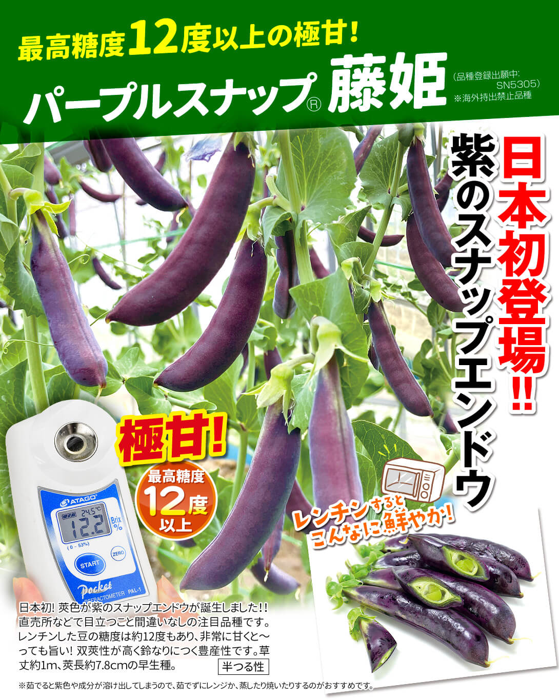 藤姫・メイン