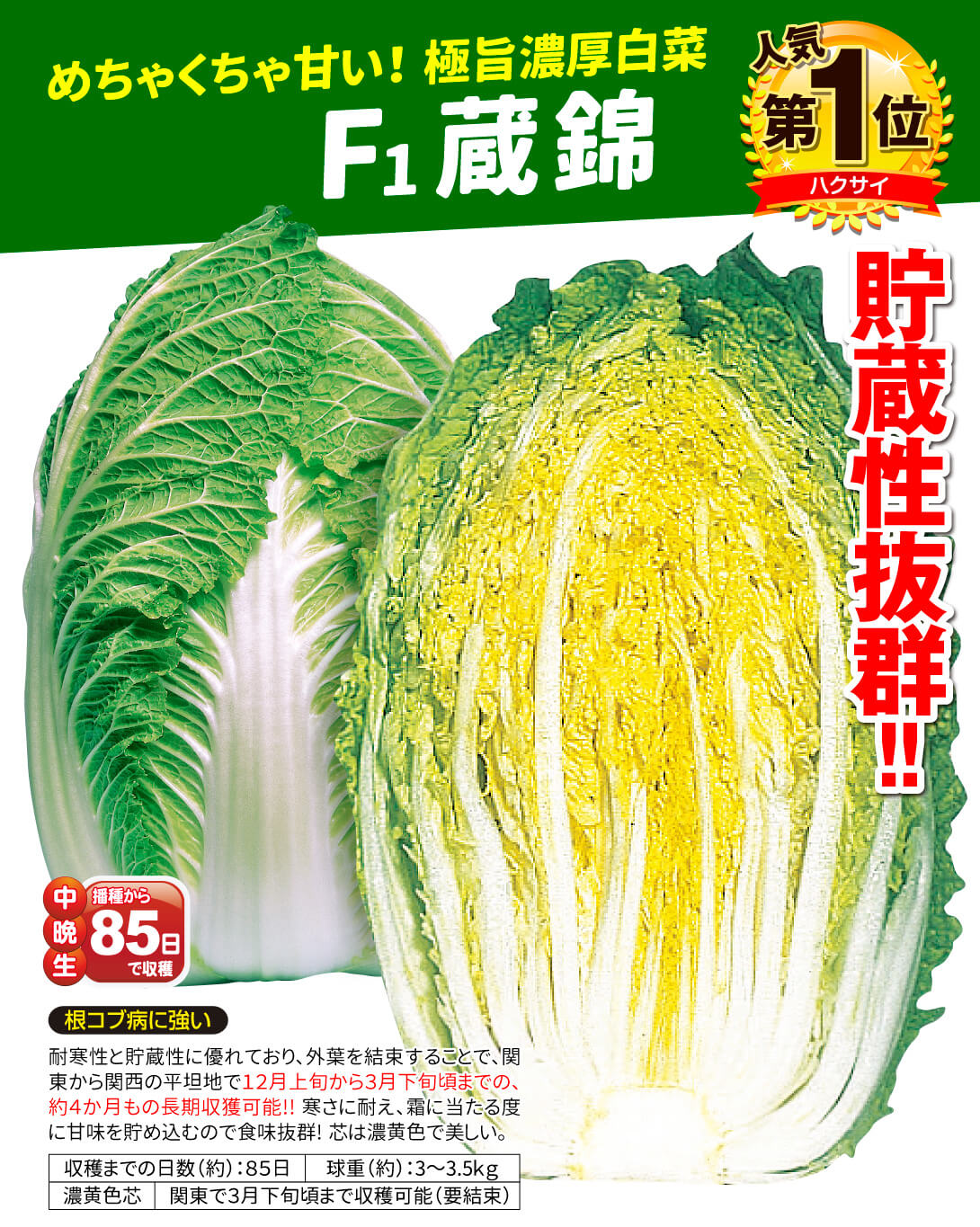 蔵錦・メイン