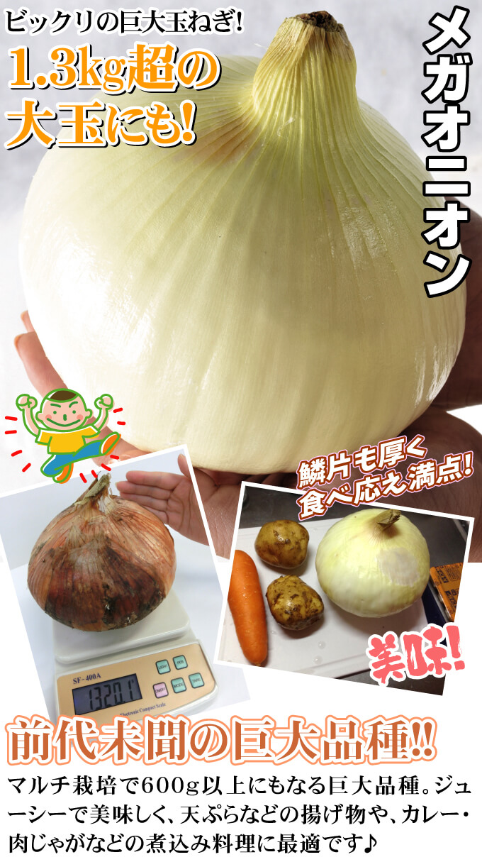 メガオニオン・紹介01