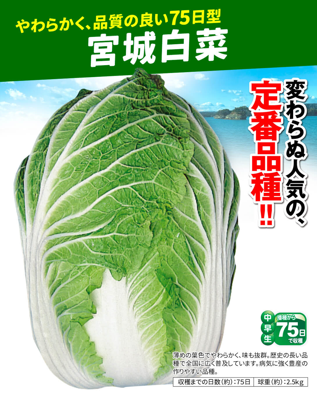 宮城白菜・メイン