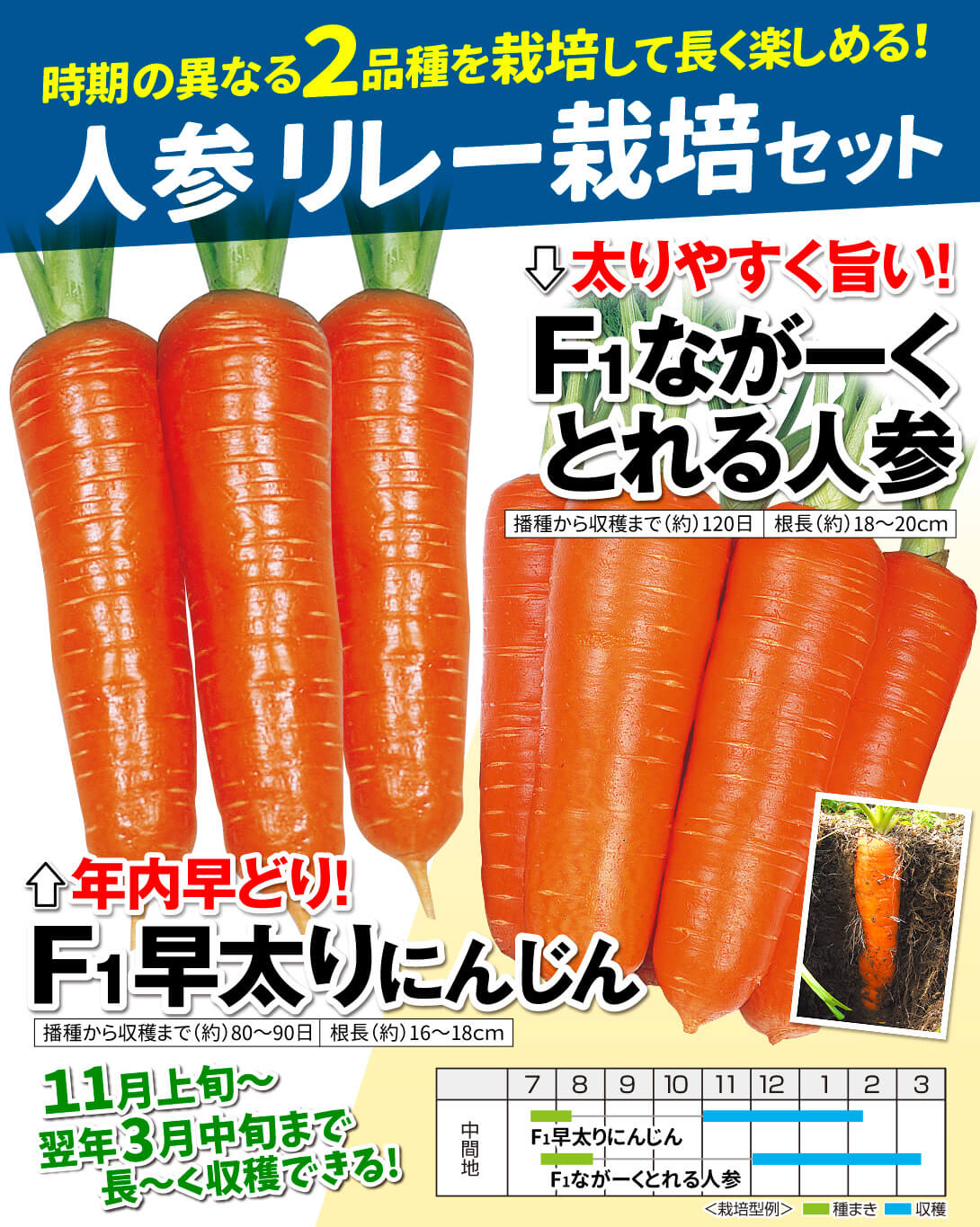 人参リレー栽培セット・メイン