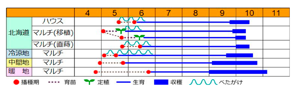 おおまさりネオPVP・作型