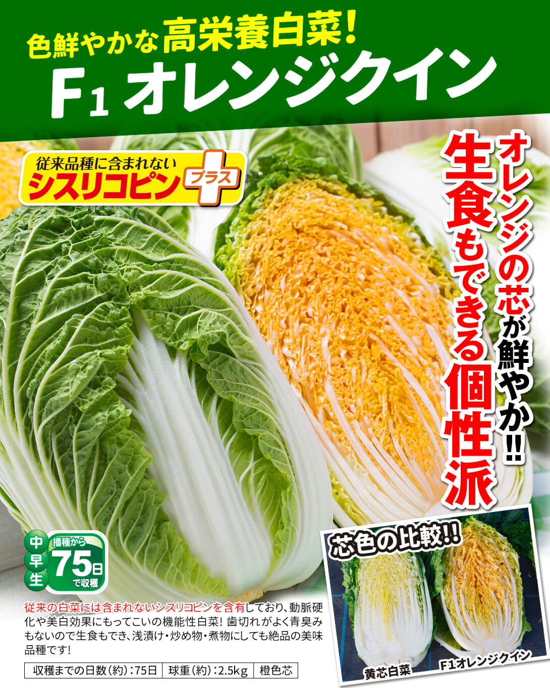 オレンジクイン・メイン