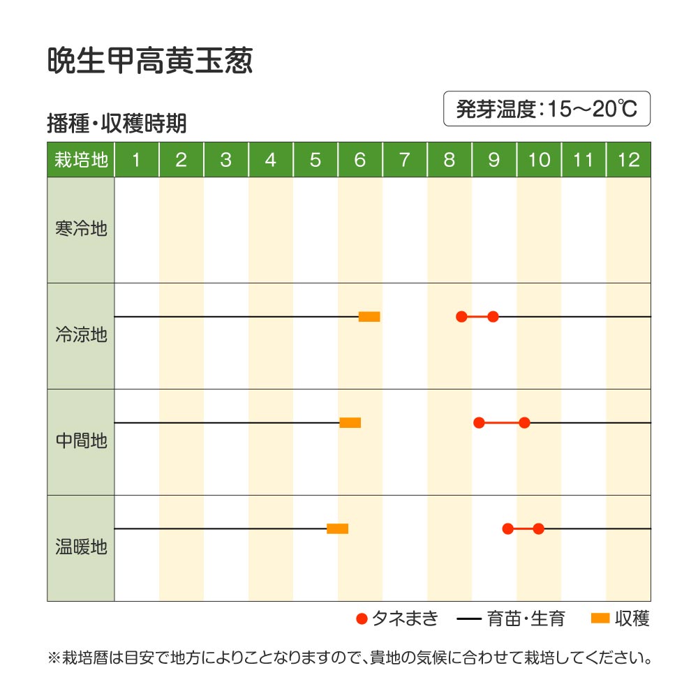 晩生甲高黄玉葱・作型