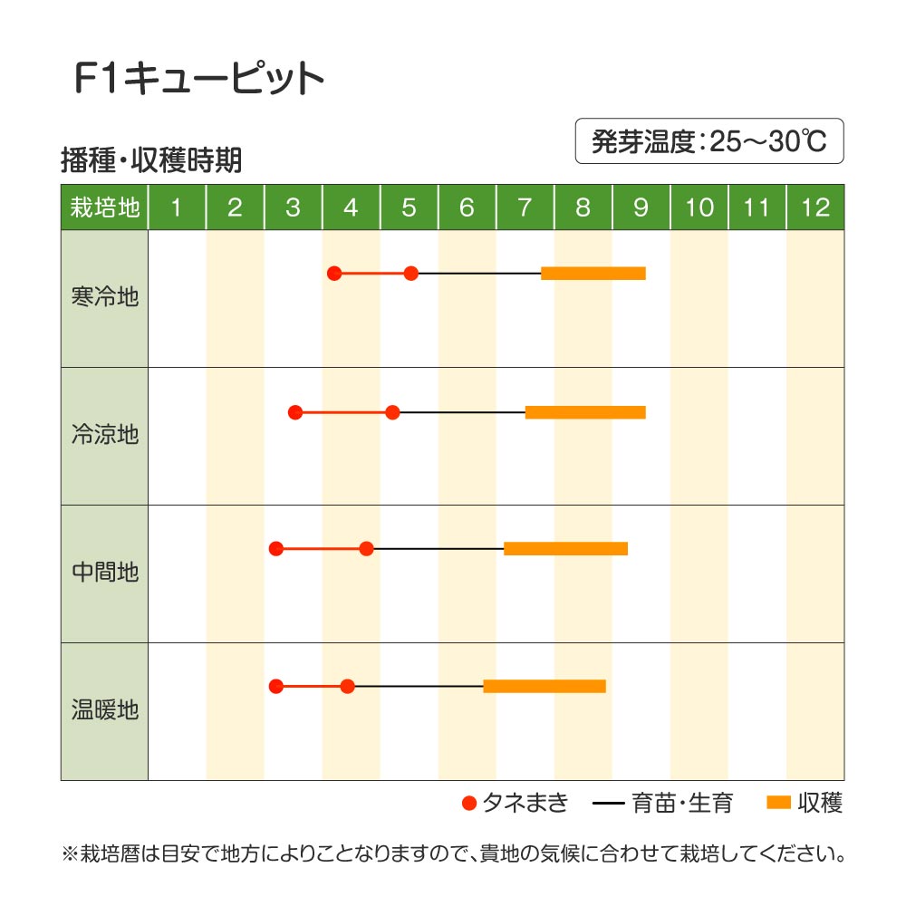 キューピット・作型