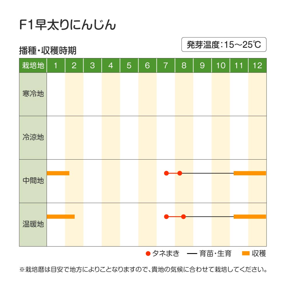 早太りにんじん・作型