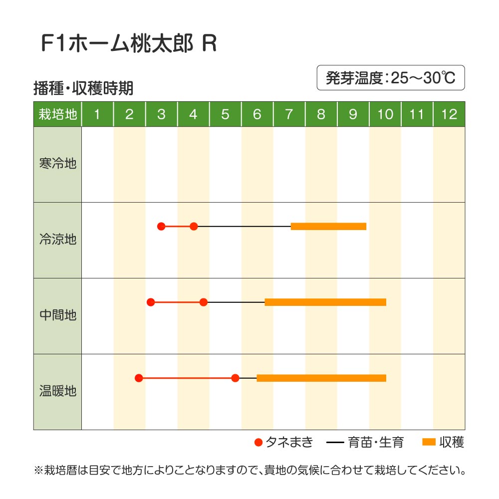 ホーム桃太郎・作型