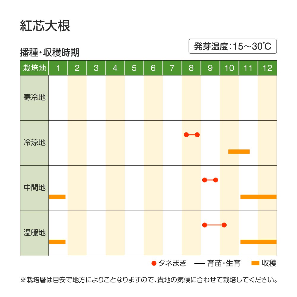 紅芯大根・作型