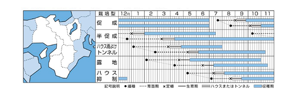 京ひかり・作型