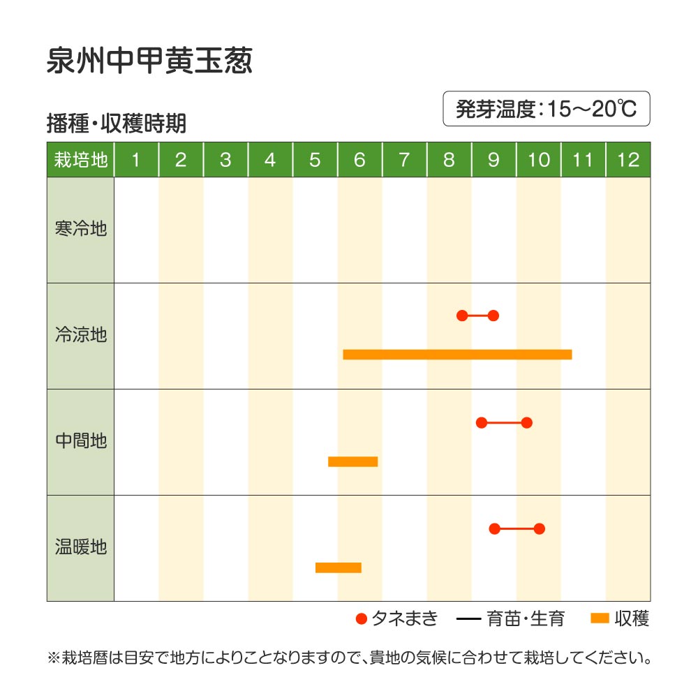 泉州中甲黄玉葱・作型