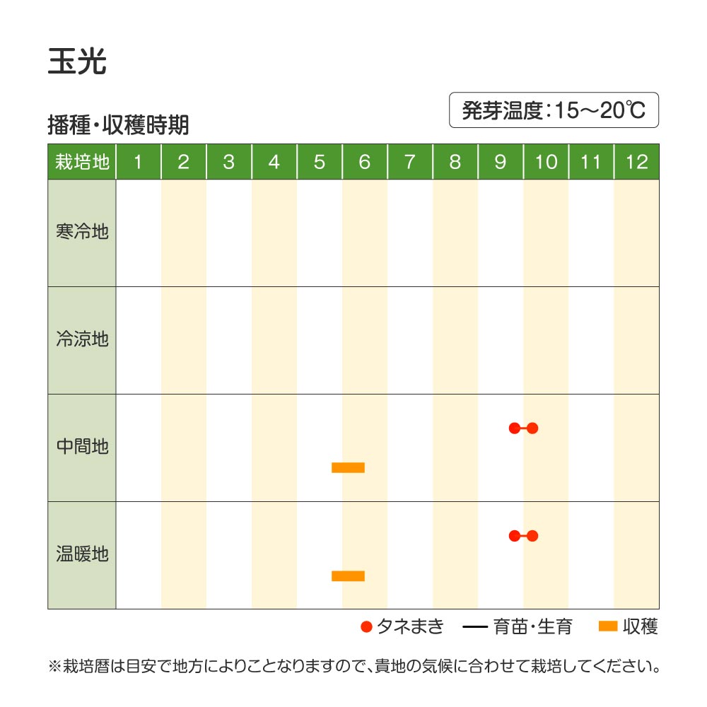 玉光・作型