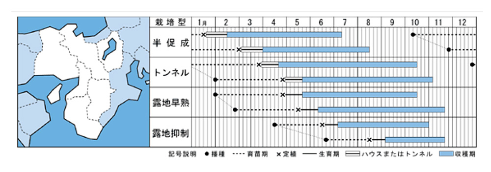 とげなし千両二号・作型