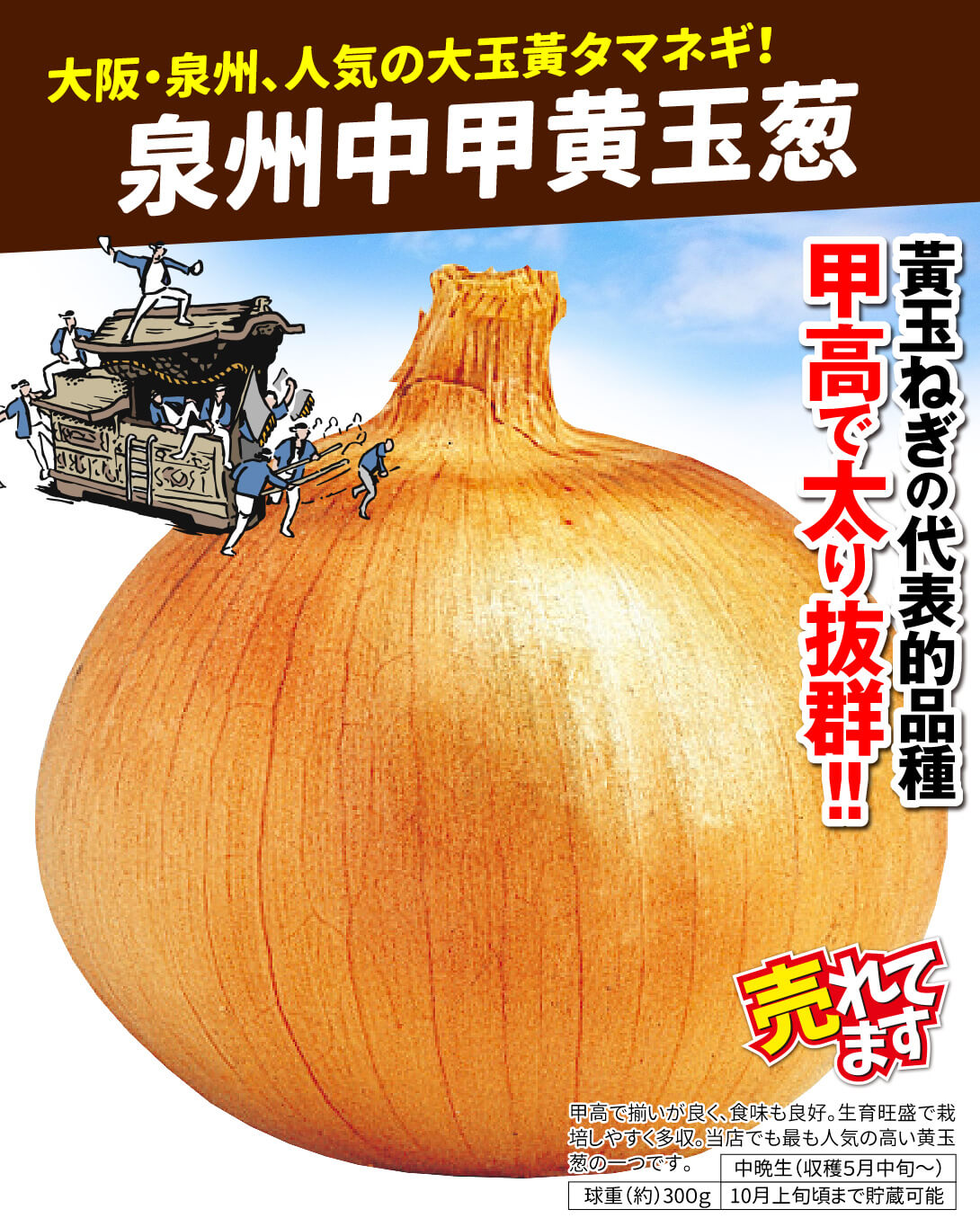 泉州中甲黄玉葱・メイン