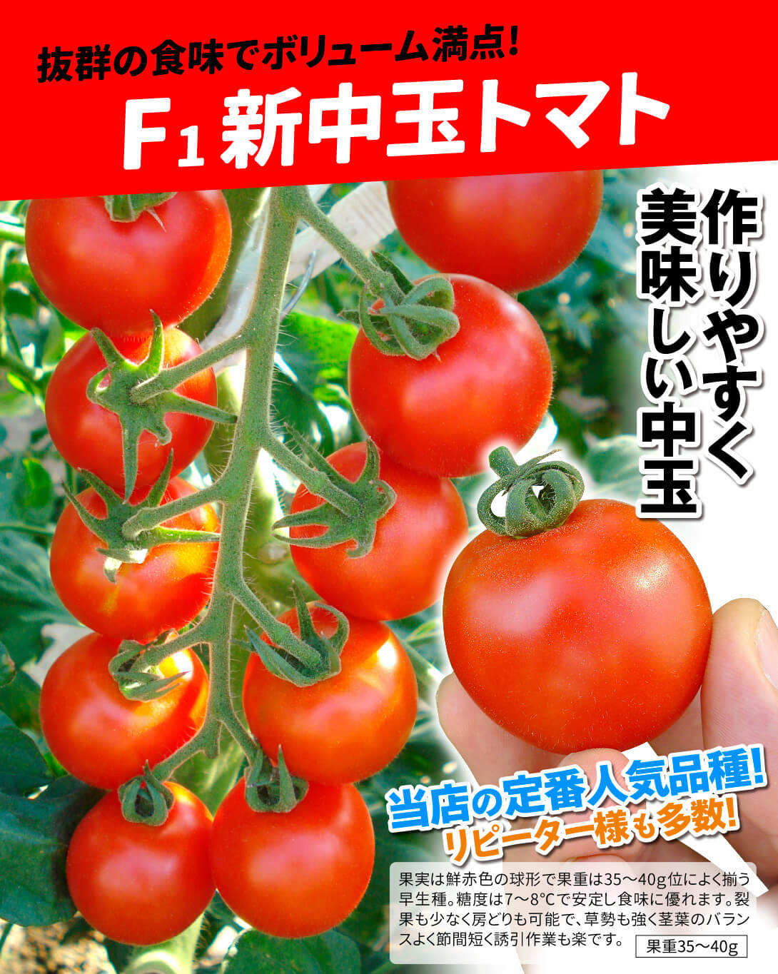 新中玉トマト・メイン