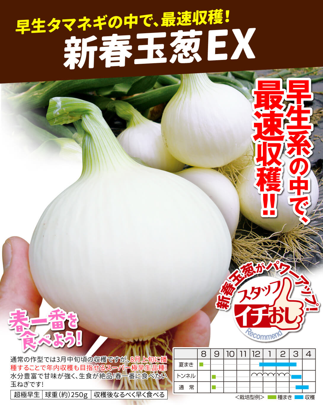 新春玉葱EX・メイン