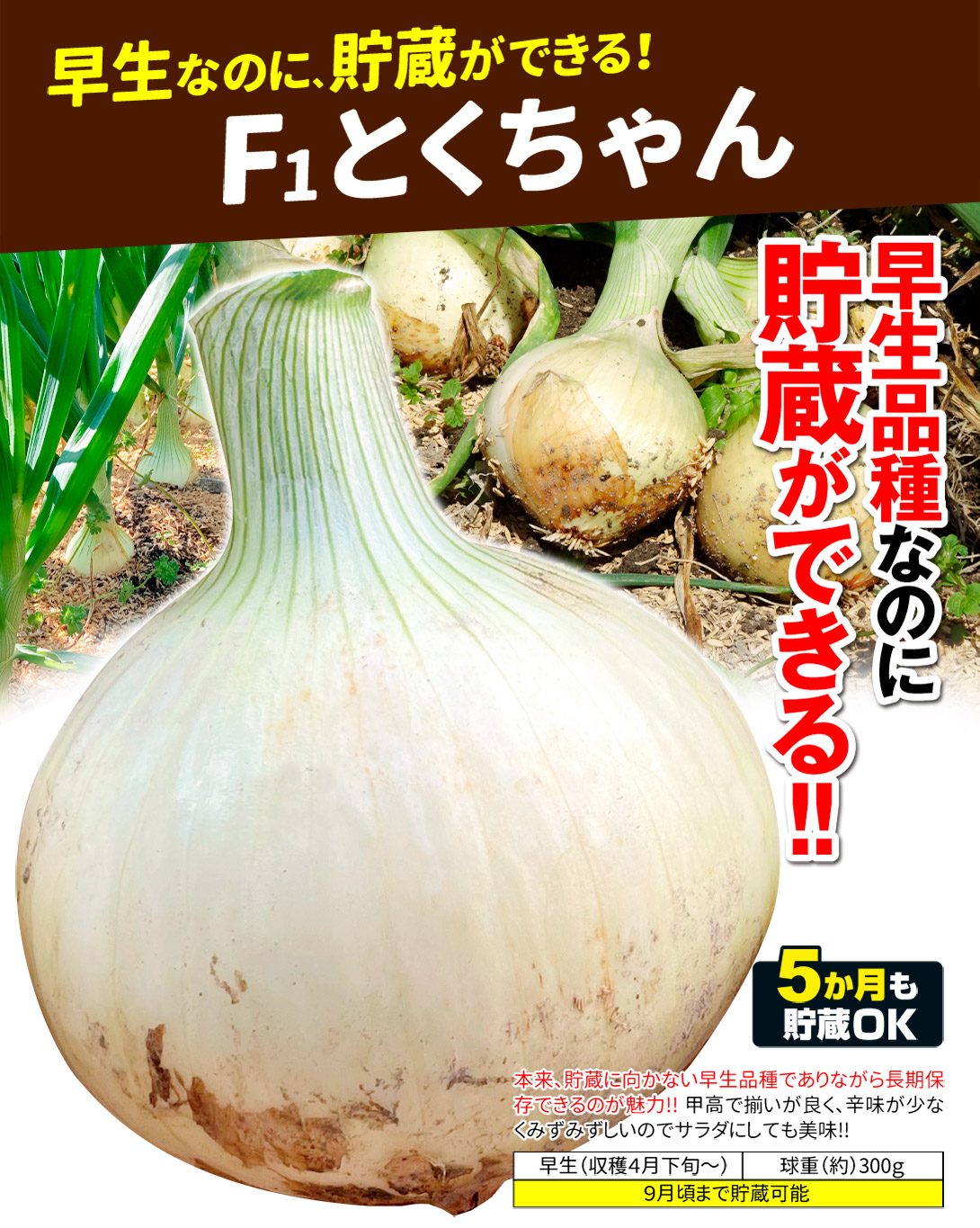 とくちゃん・メイン