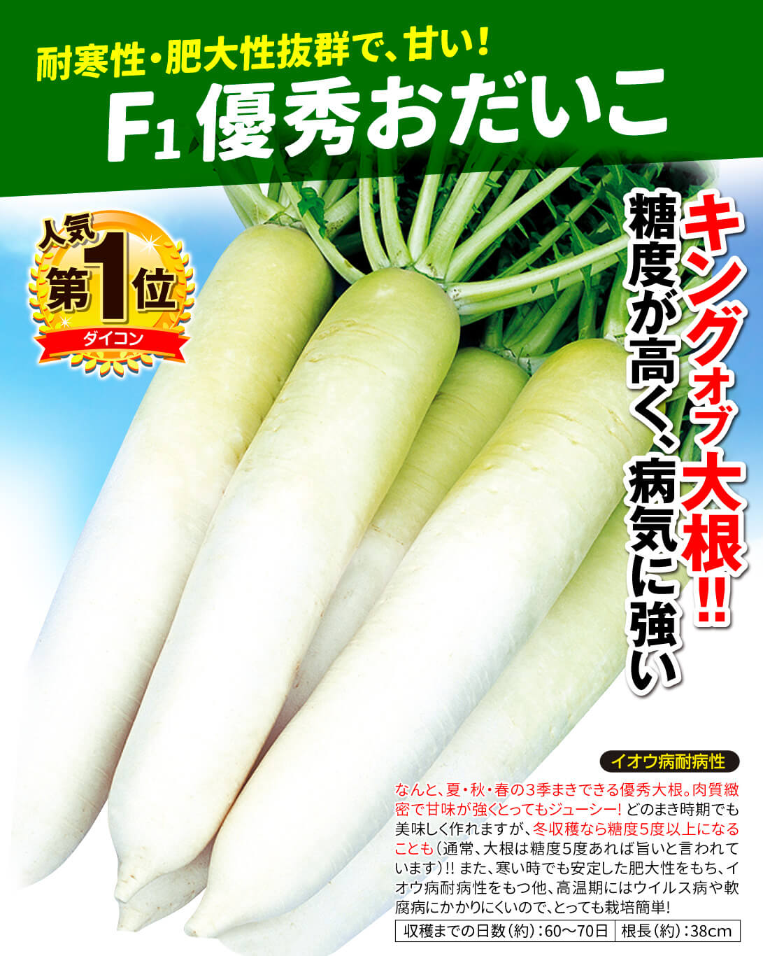 優秀おだいこ・メイン