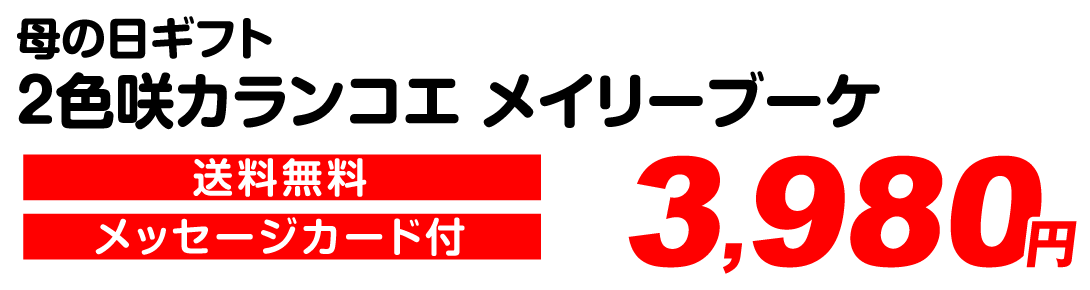 母の日 2色咲カランコエ 3980円