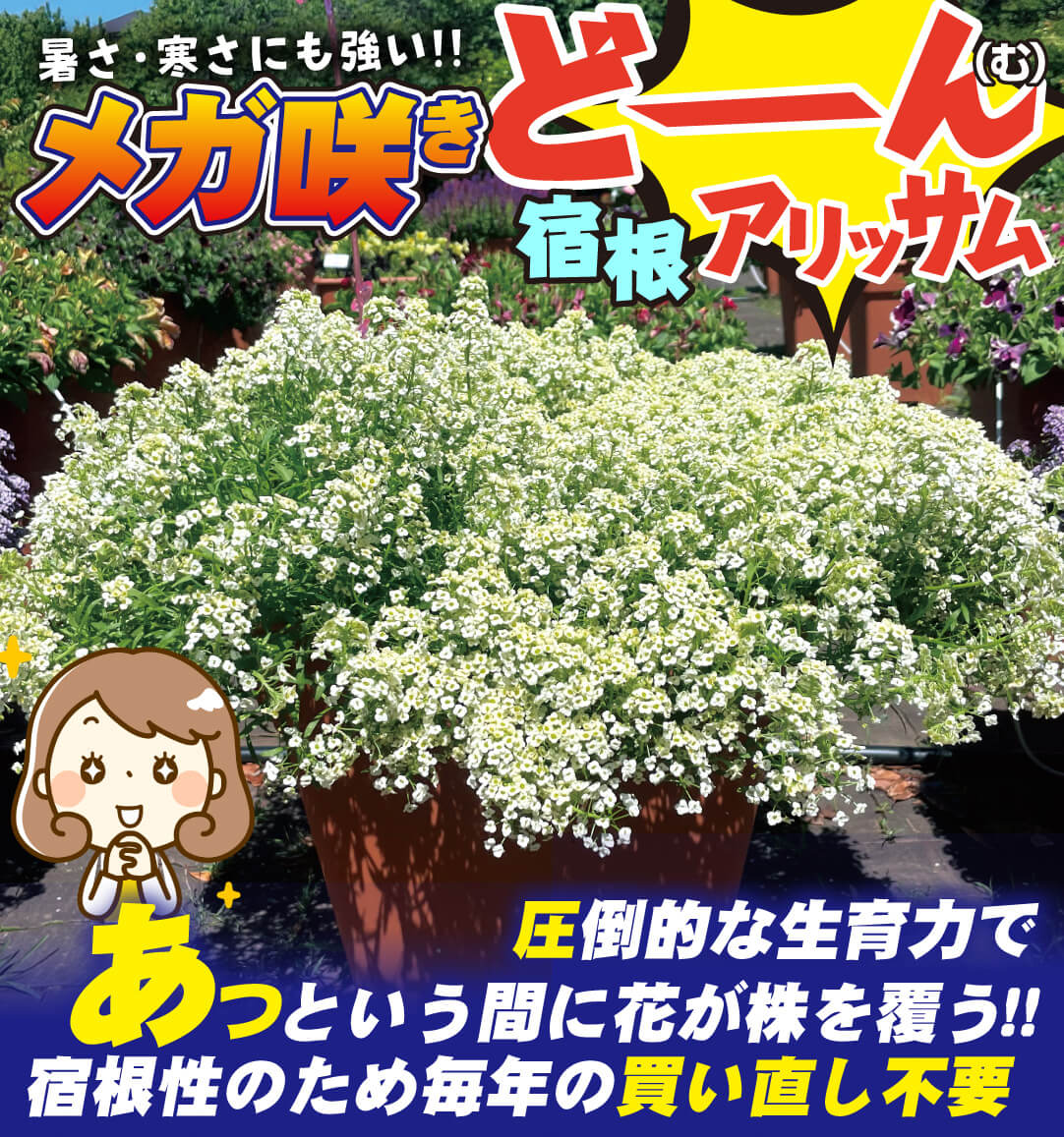 ドーム咲き宿根アリッサム シャンパンストリーム
