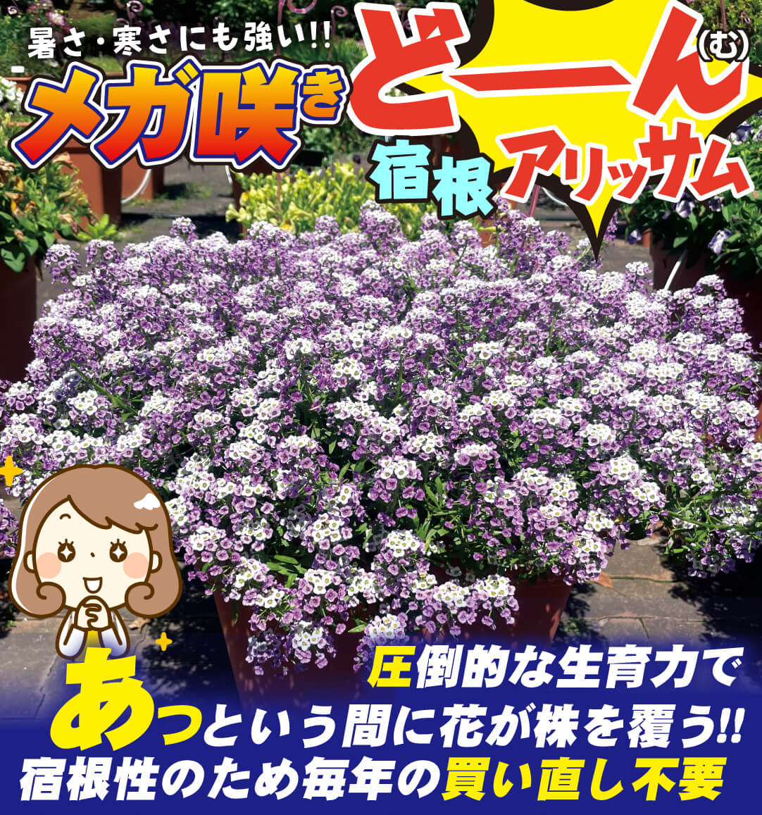 ドーム咲き宿根アリッサム ラベンダーストリーム
