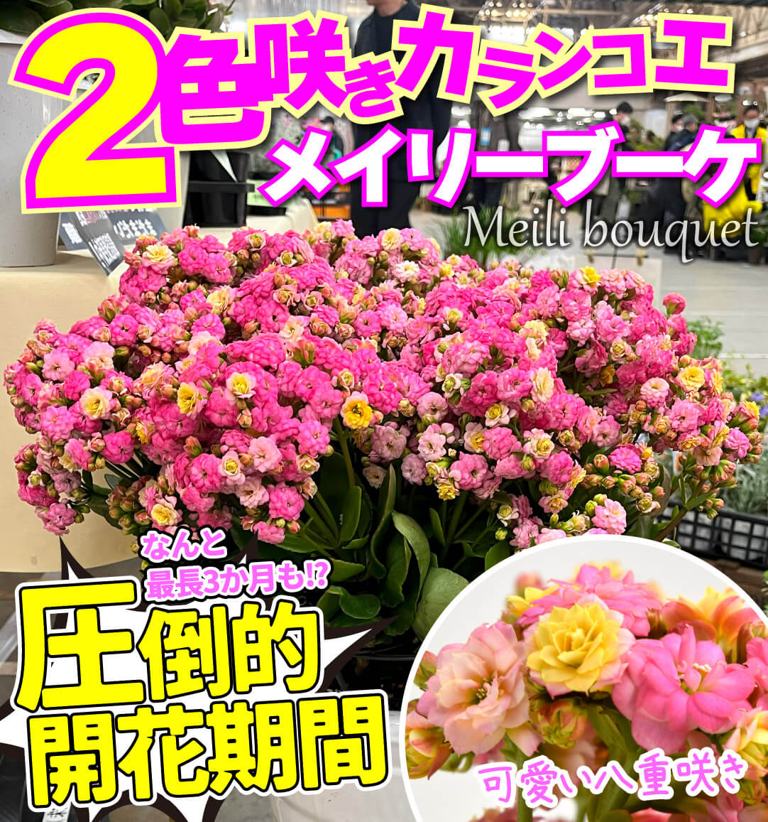 2色咲きカランコエ メイリーブーケ