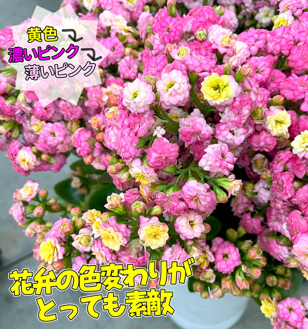2色咲きカランコエ メイリーブーケ