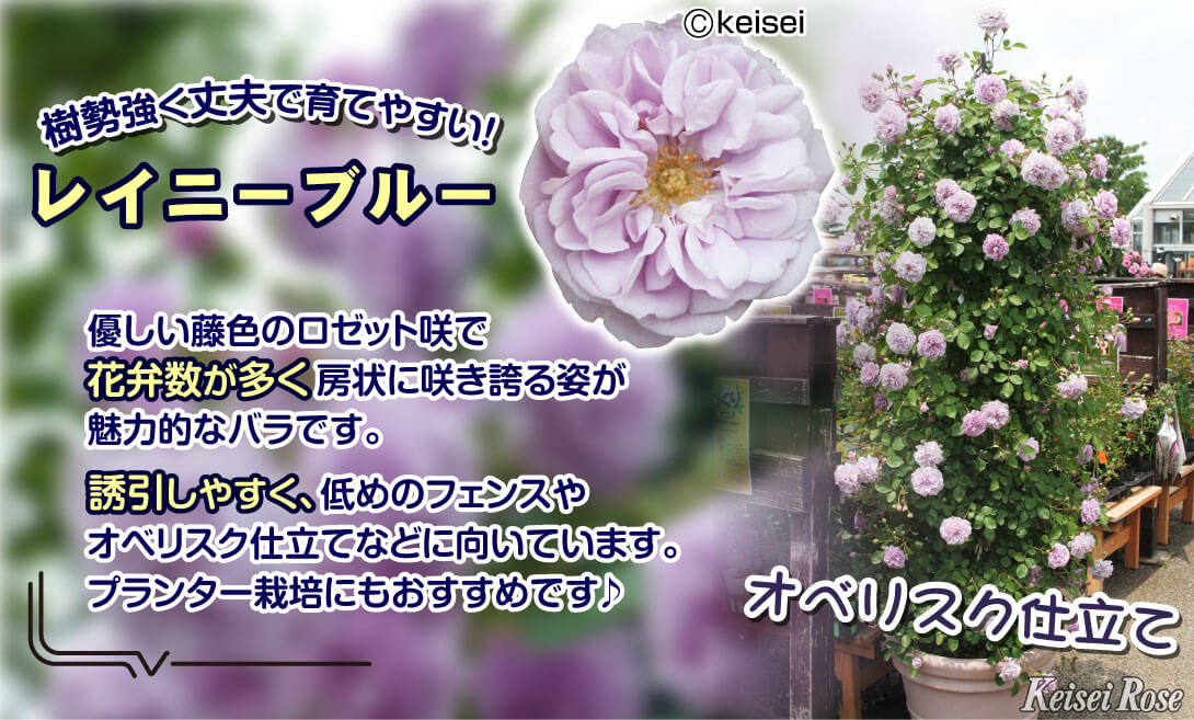 レイニーブルー_2