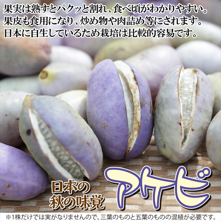 アケビ1