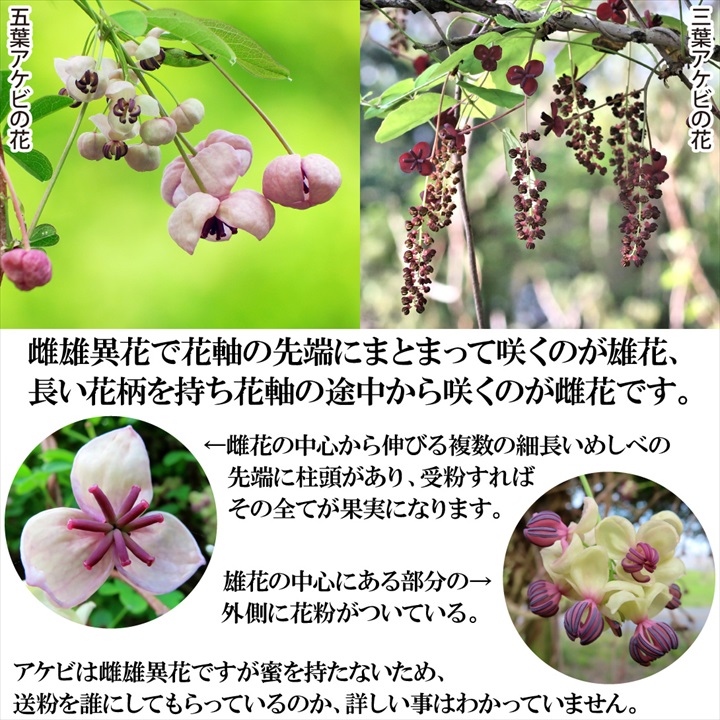 アケビ2