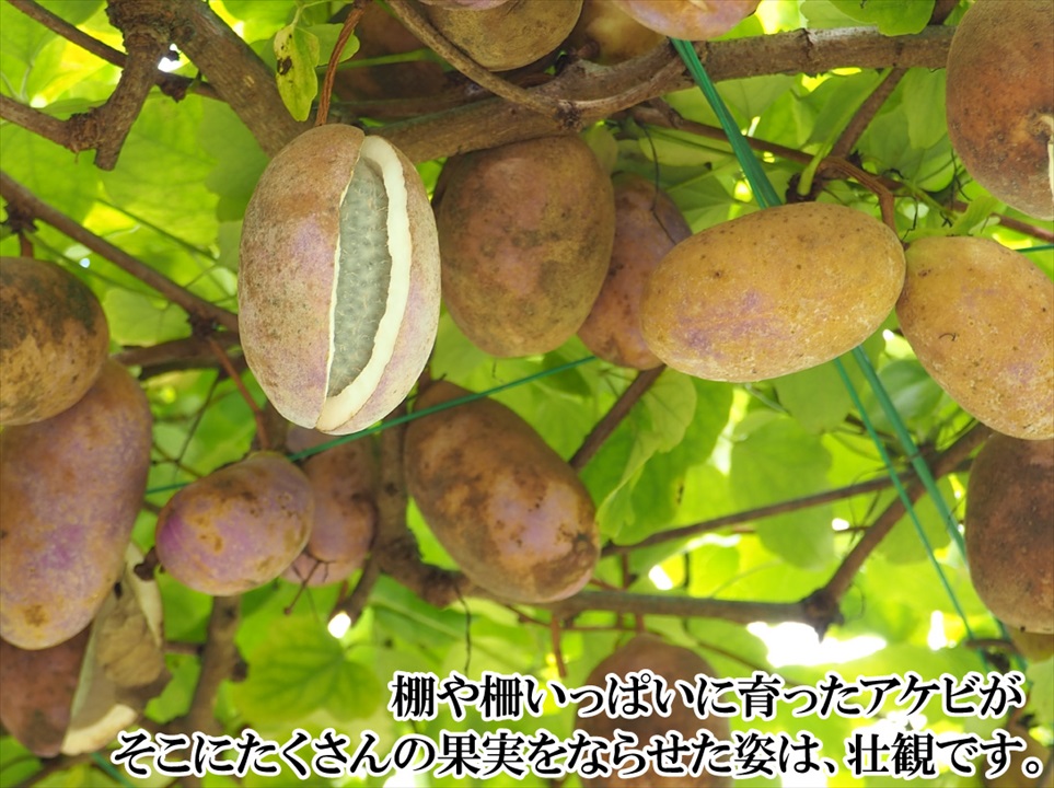 アケビ3