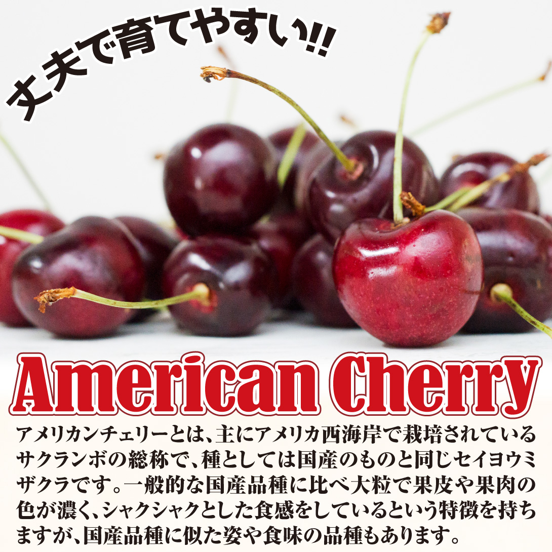 アメリカンチェリー