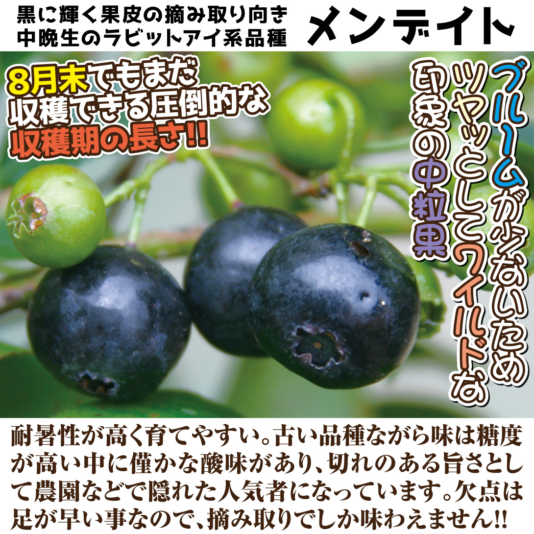ラビットアイ系ブルーベリー苗メンデイト