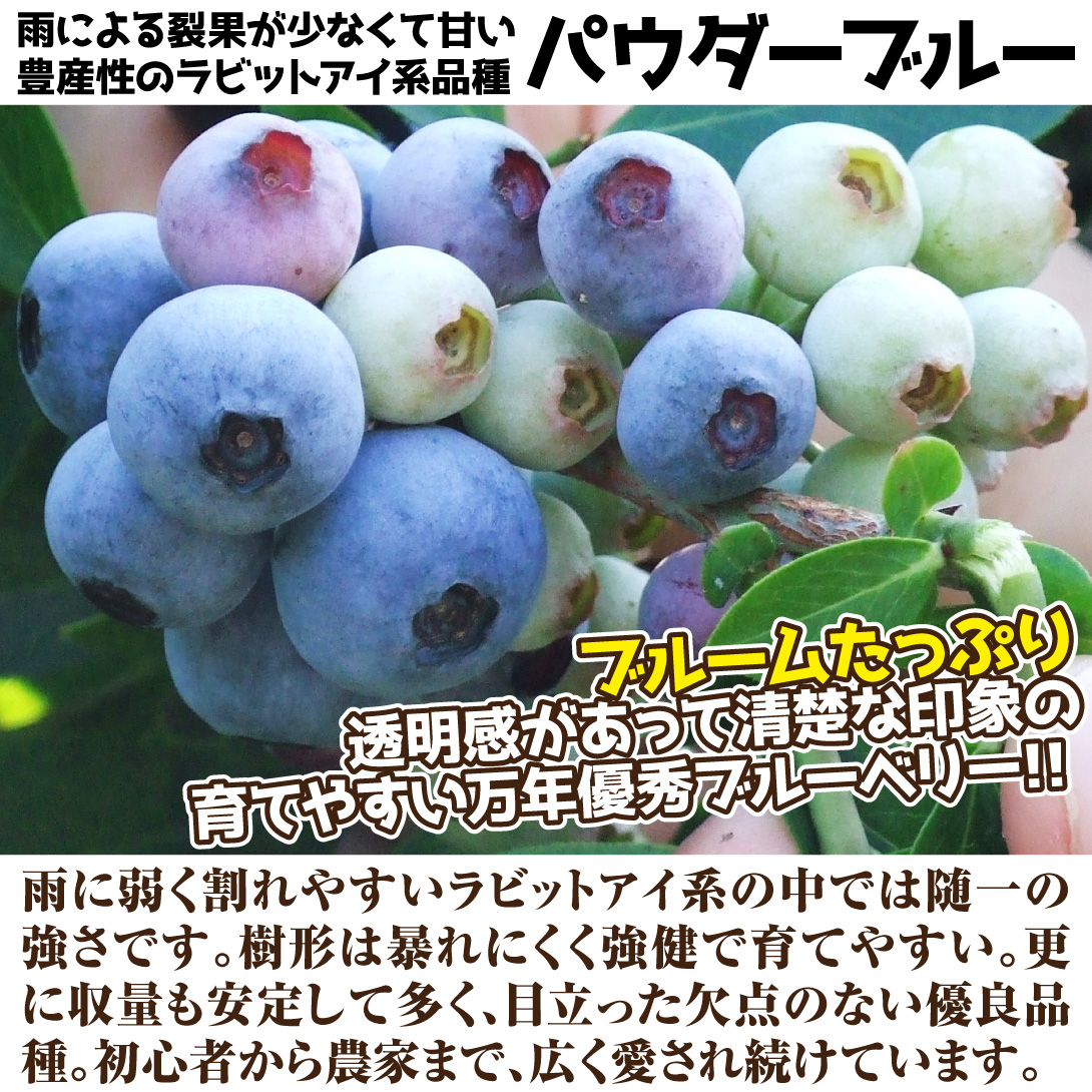 ラビットアイ系ブルーベリー苗パウダーブルー