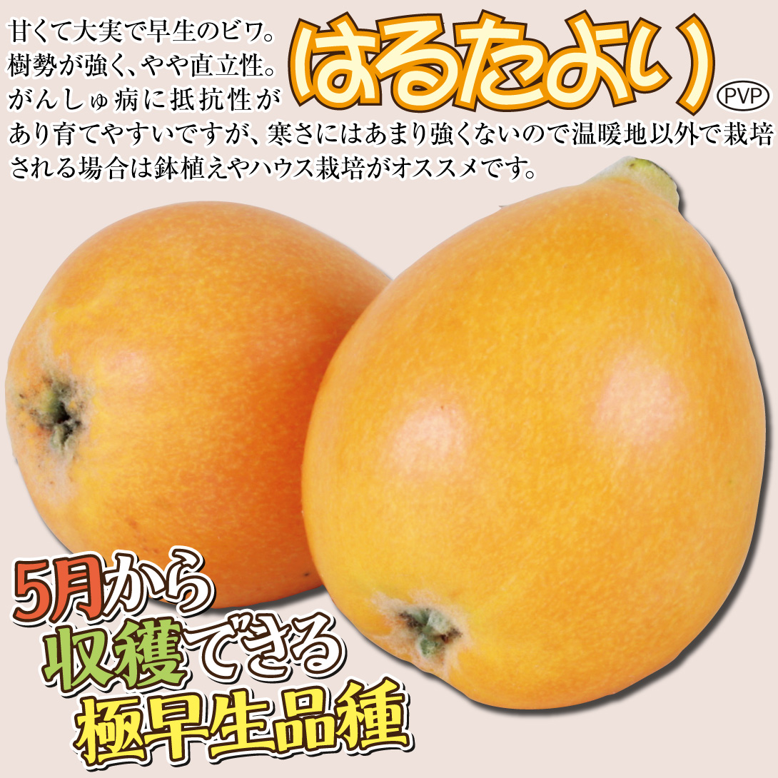 はるたより
