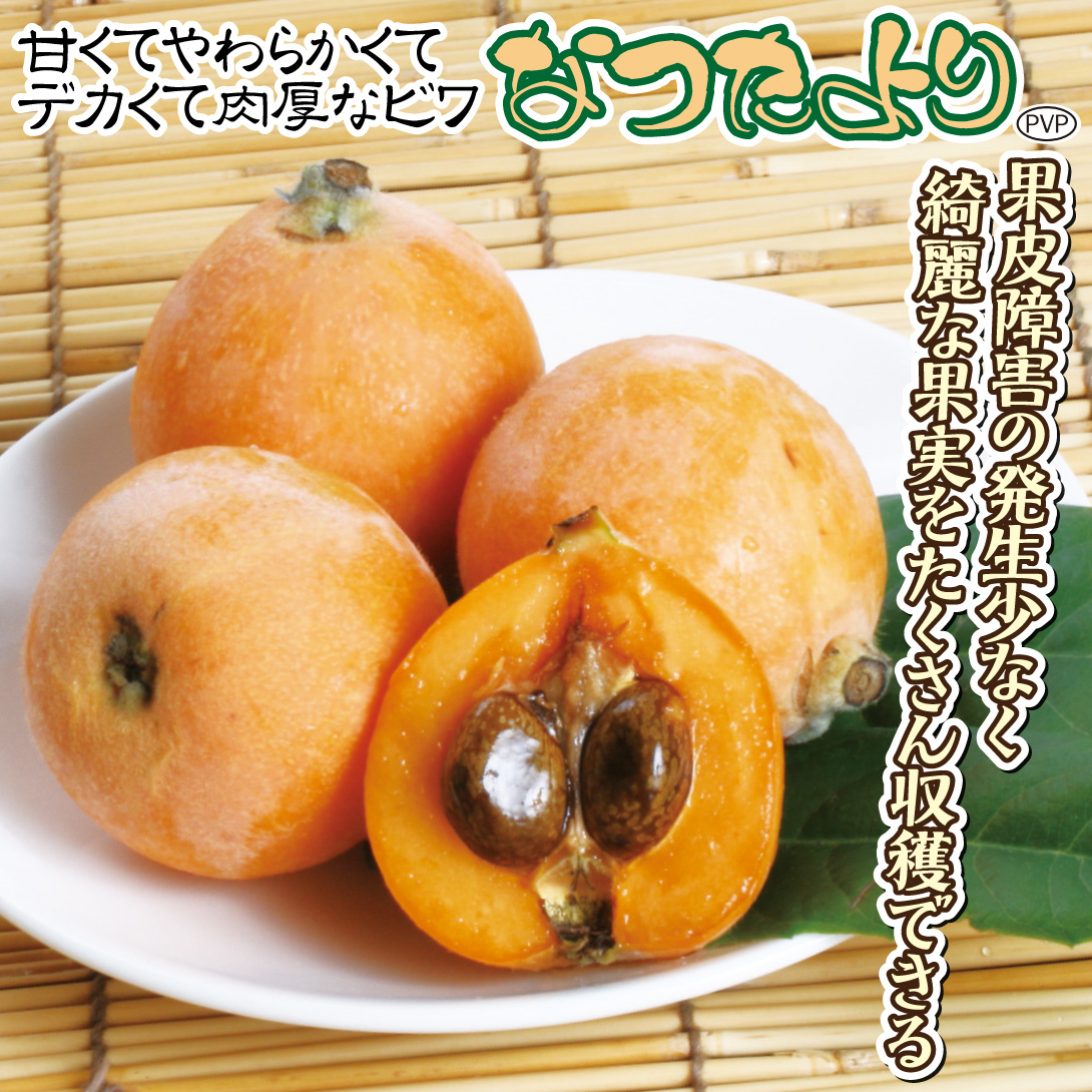 なつたより