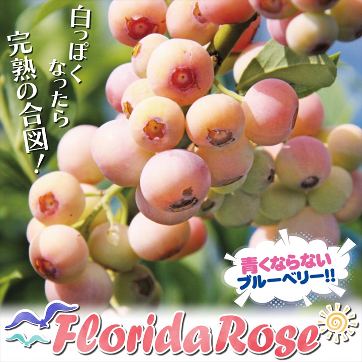 ブルーベリー フロリダローズ