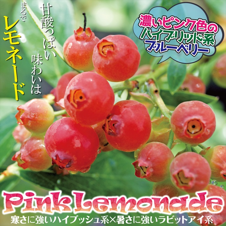 ブルーベリー ピンクレモネード