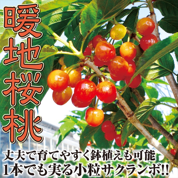 暖地桜桃1