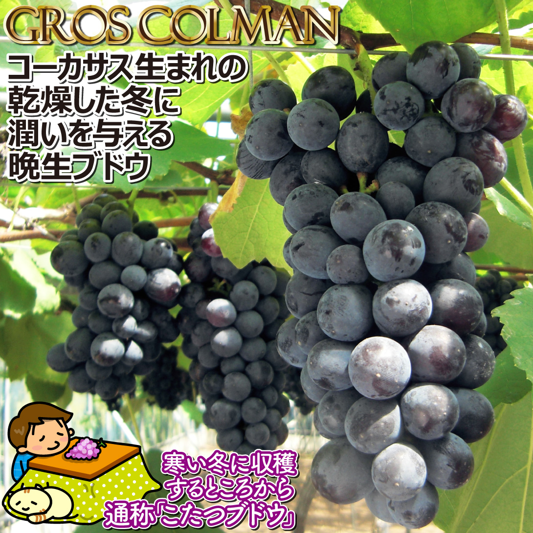 グローコールマン