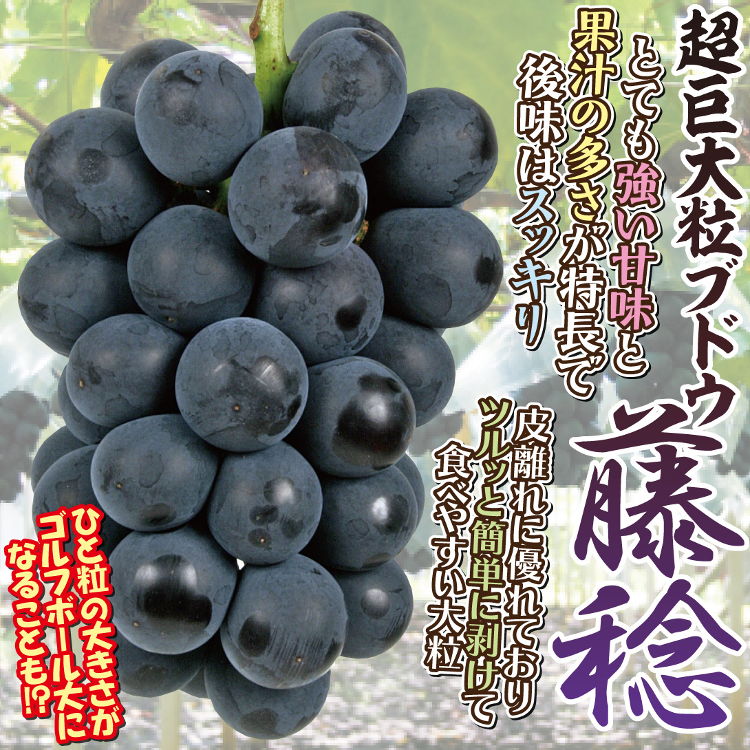 藤稔