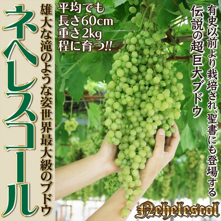ネヘレスコール