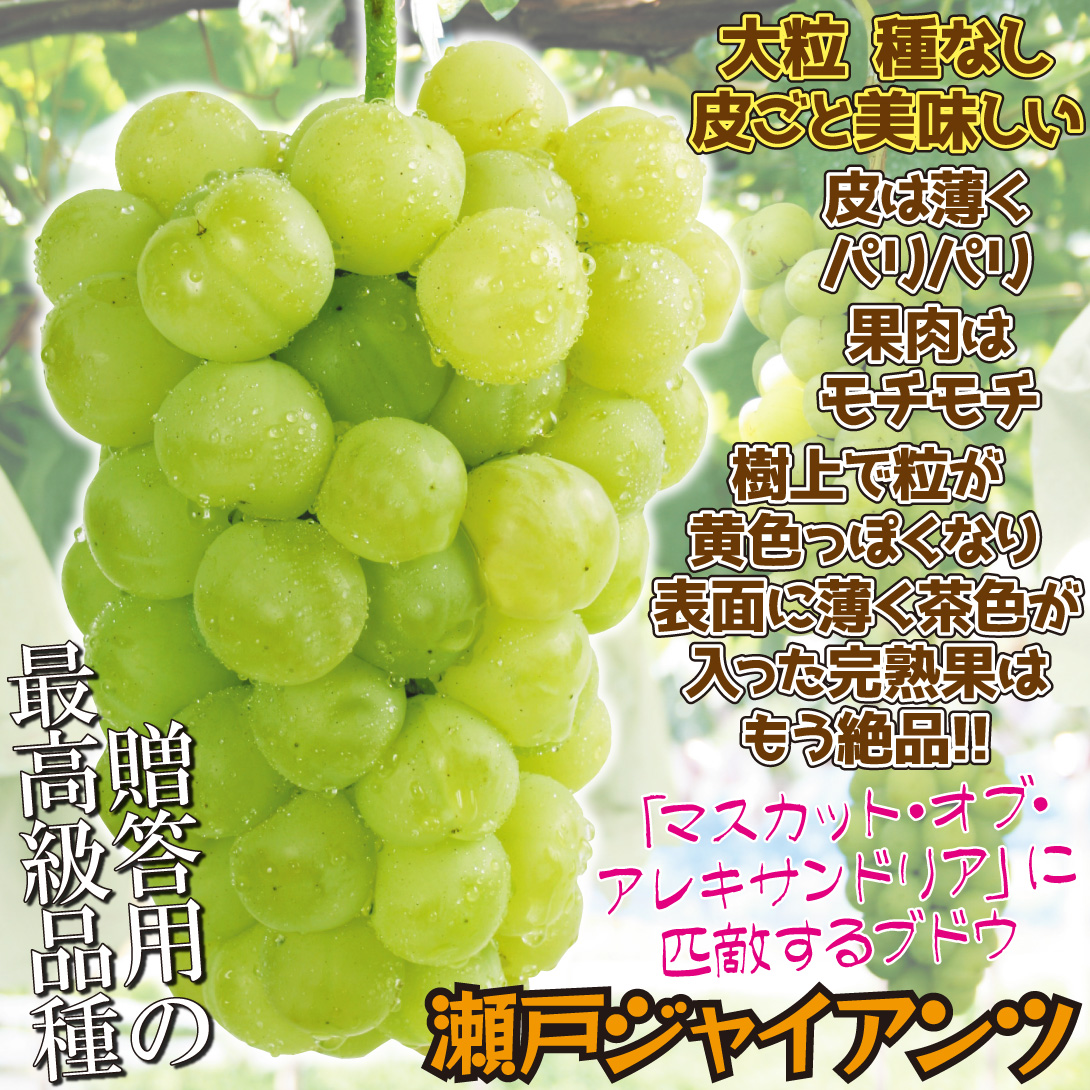 瀬戸ジャイアンツ